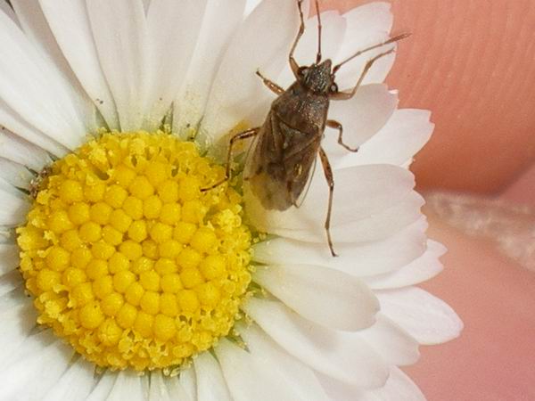 Lygaeidae: Nysius graminicola delle Marche